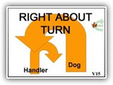V15  Right About Turn 
(Turn used in schutzhund training) While moving forward with the dog in heel position, the handler does an about turn to his/her right, while the dog turns to the left, moving around behind the handler and back to “right” heel position to continue moving with the handler in the new (opposite) direction. That is, the dog and handler do opposite about turns.
